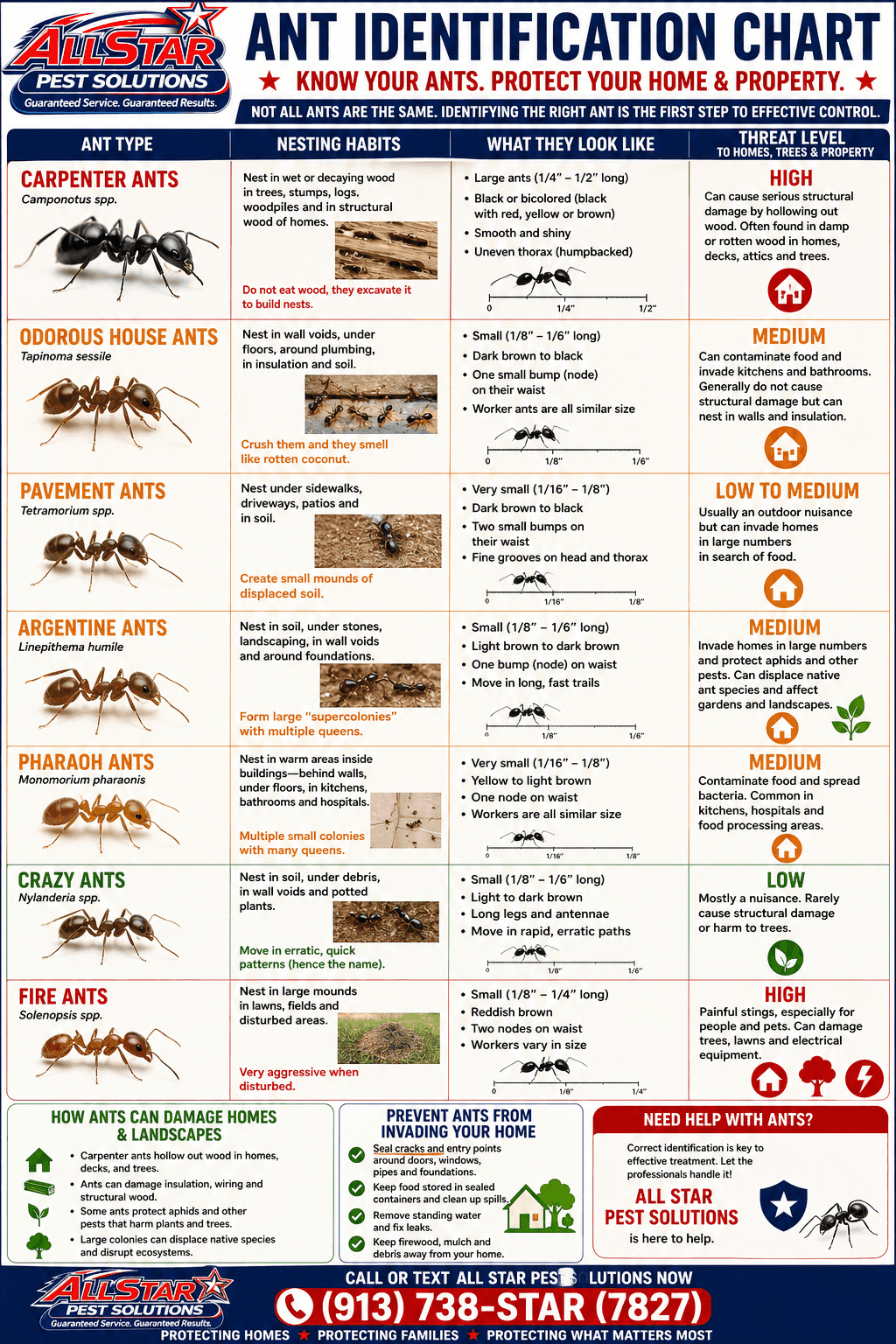 Ant Identification Chart