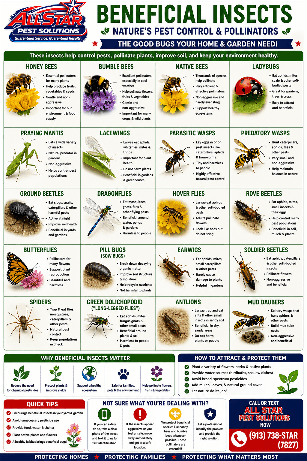 Beneficial Insects Chart