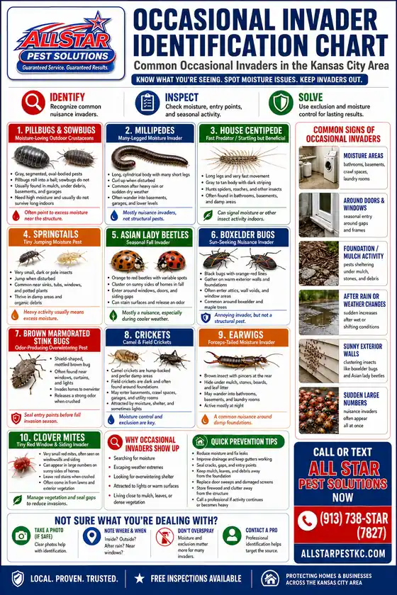 Occasional Invader Identification Chart from All Star Pest Solutions