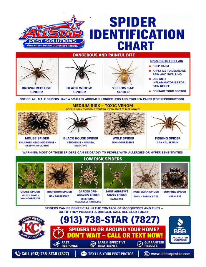 Spider Identification Chart from All Star Pest Solutions