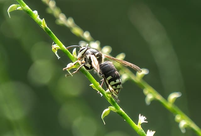 Bald Faced Hornet