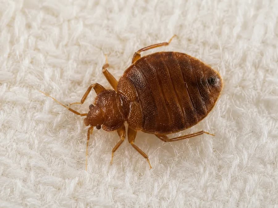Bed Bug