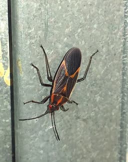 Boxelder Bug
