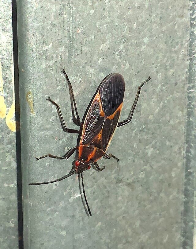 Boxelder Bug
