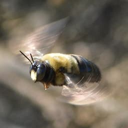 Carpenter Bee
