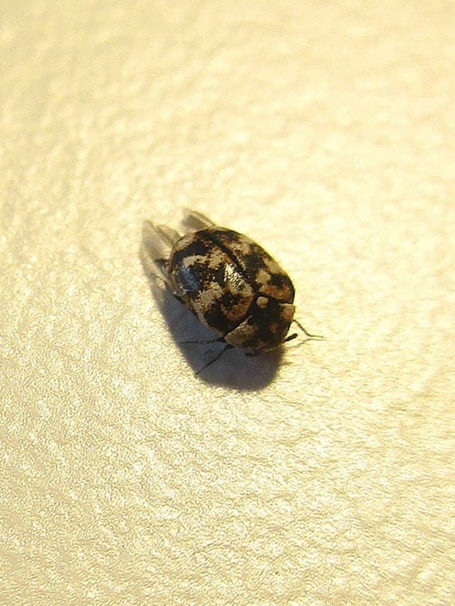 Carpet Beetle