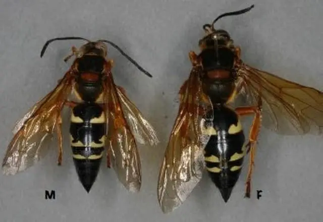 Cicada Killer