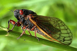 Cicada