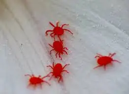 Clover Mite