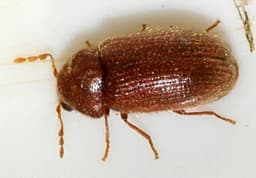 Drugstore Beetle