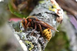 European Hornet