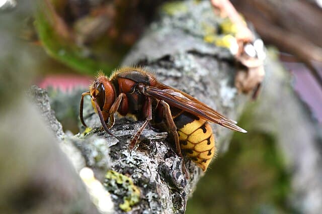 European Hornet