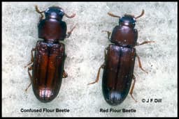 Flour Beetle