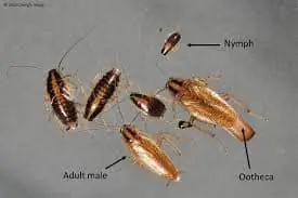 German Cockroach