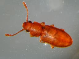 Grain Beetle