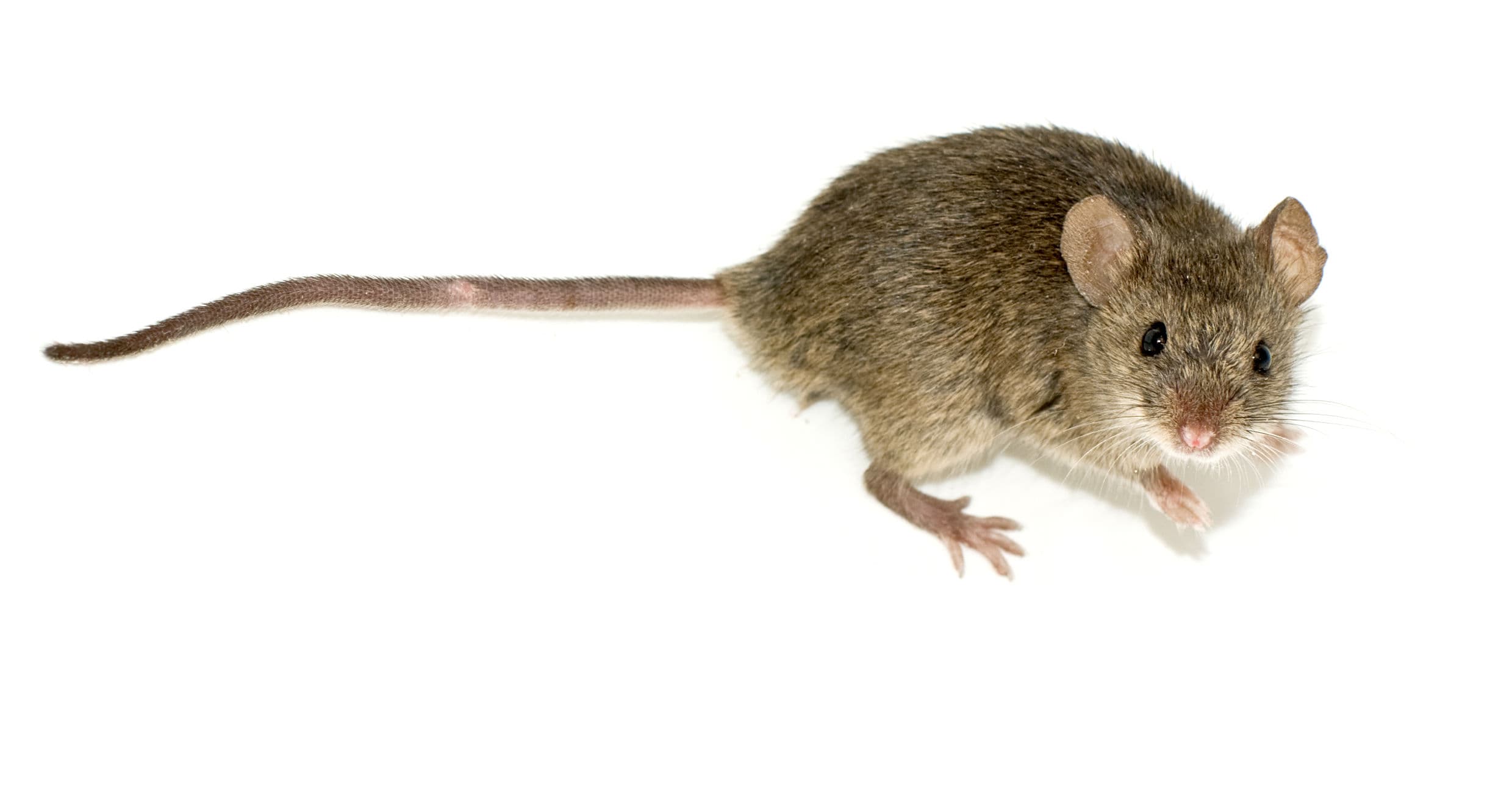 House Mouse