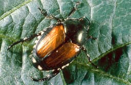 Japanese Beetle