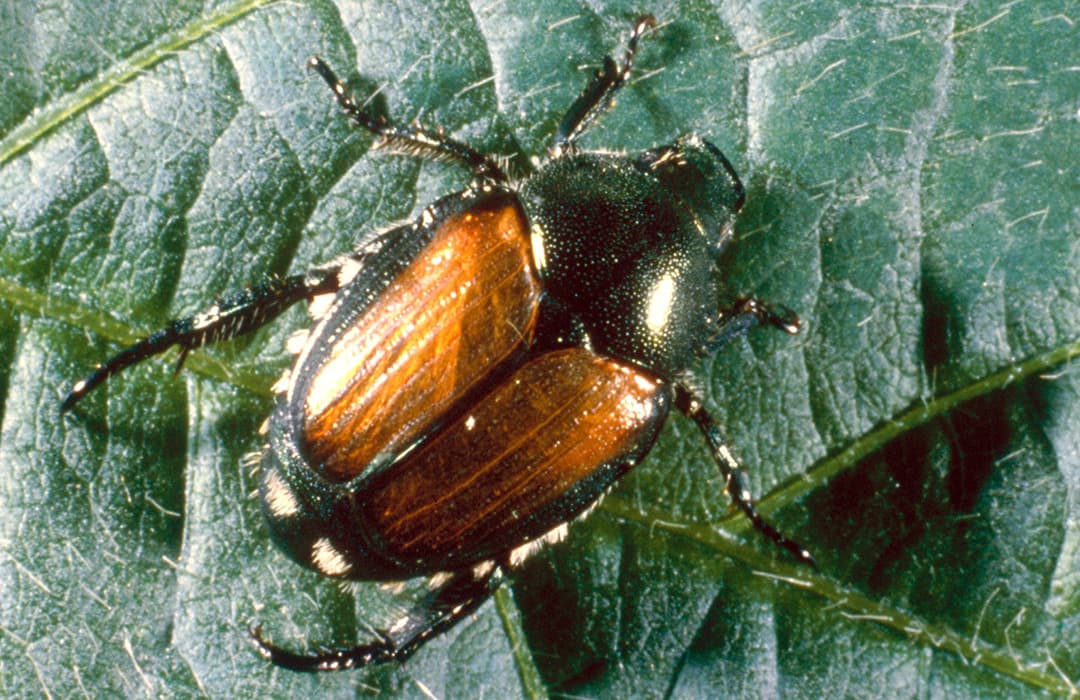 Japanese Beetle