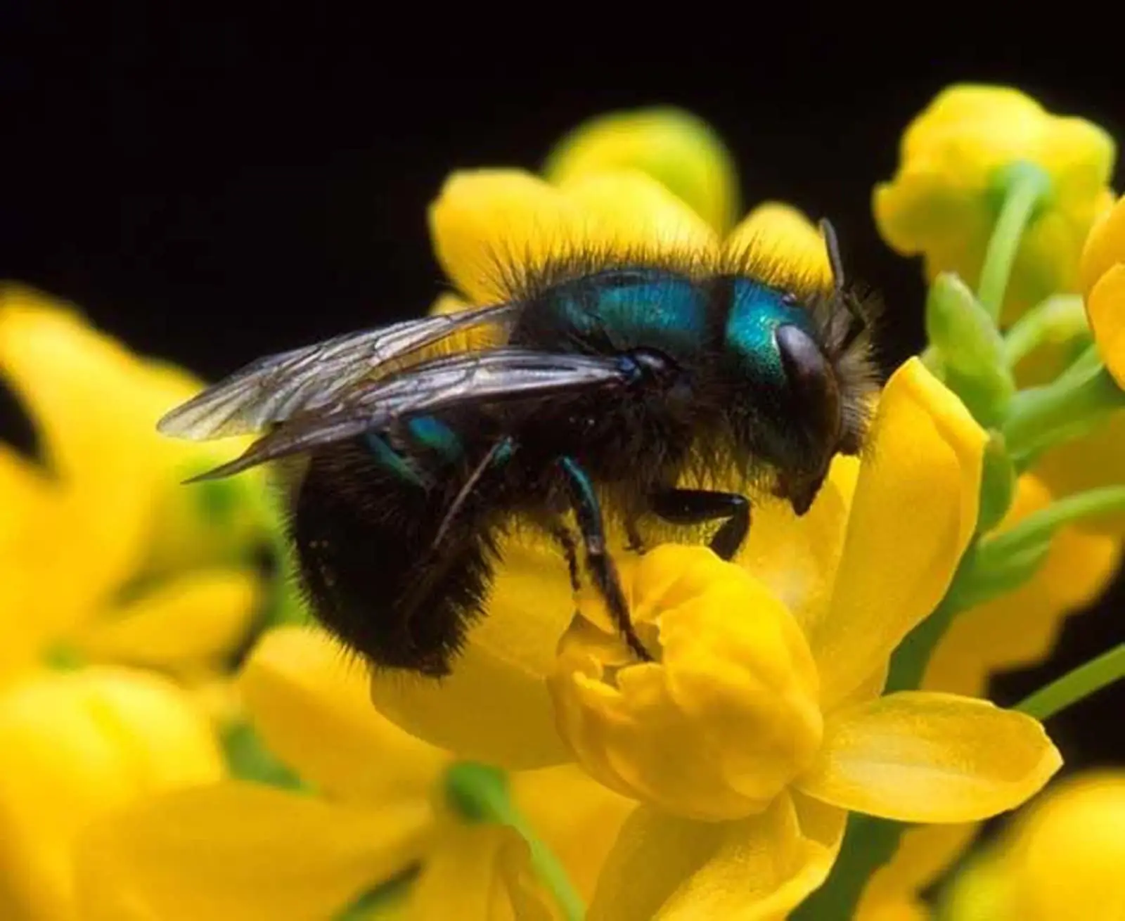 Mason Bee
