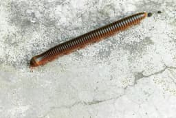 Millipede