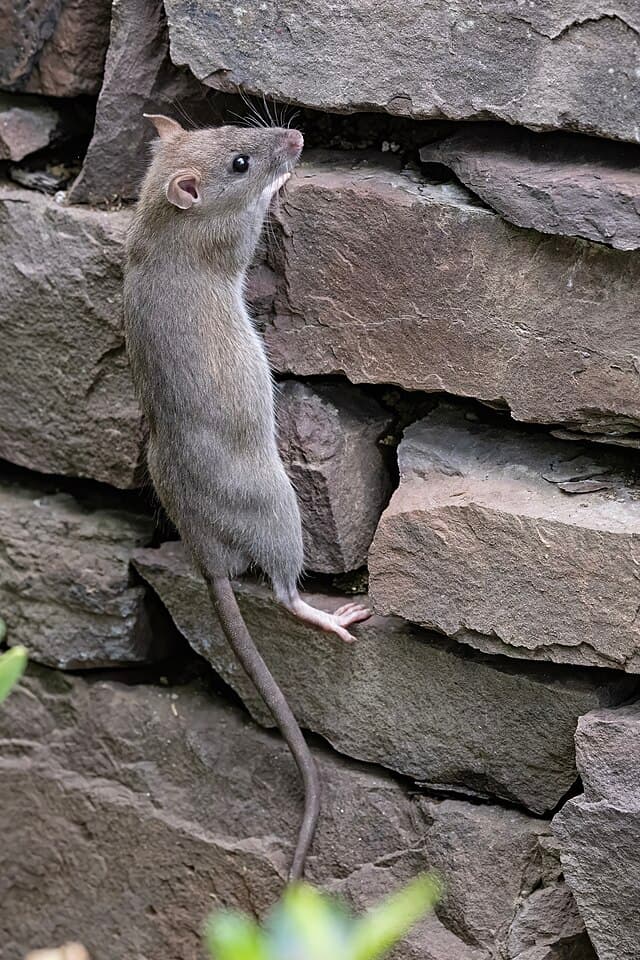 Norway Rat