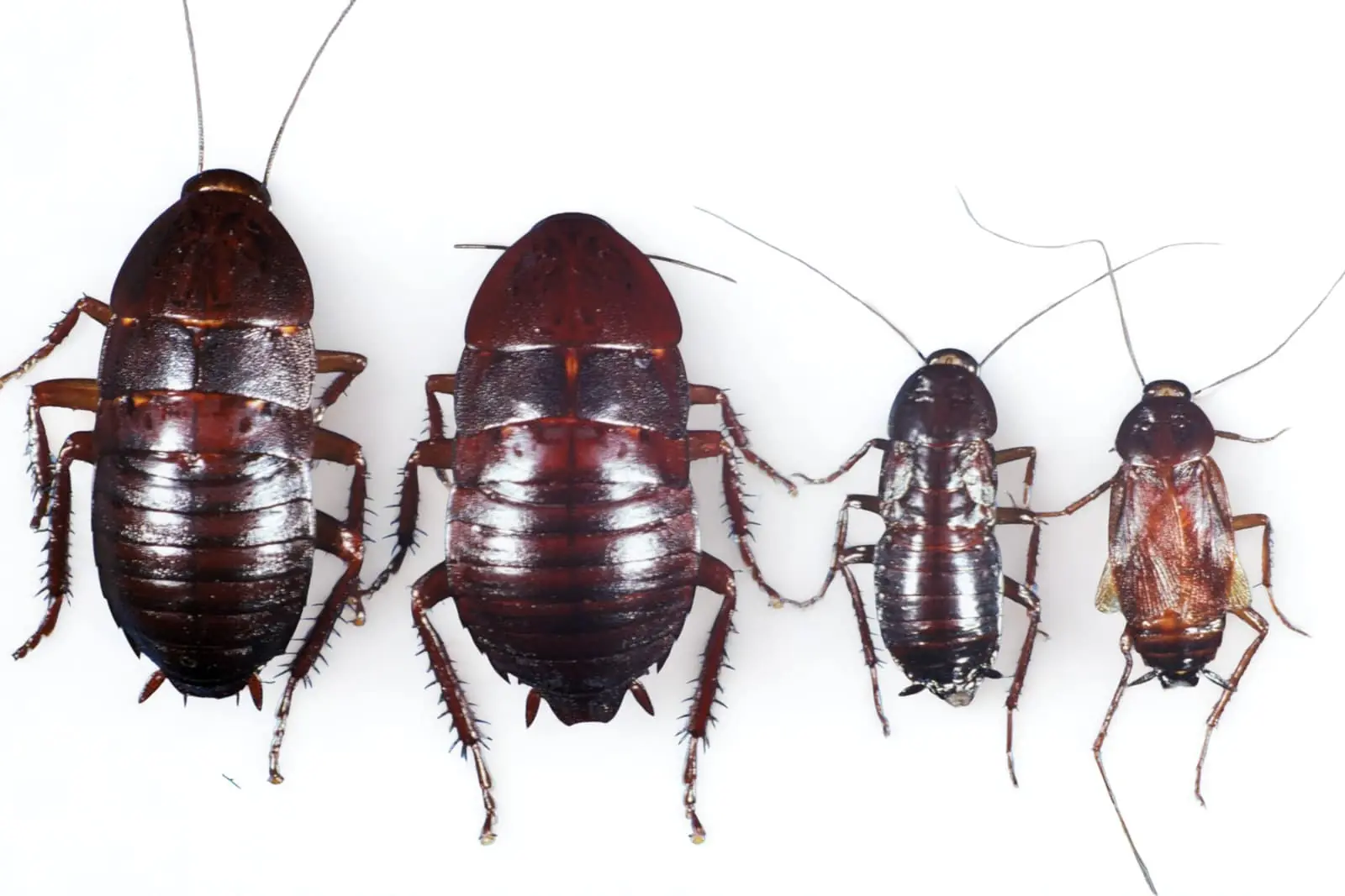 Oriental Cockroach