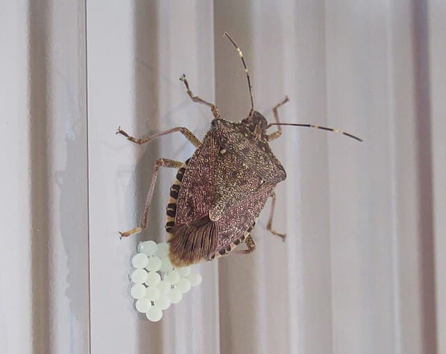 Stink Bug