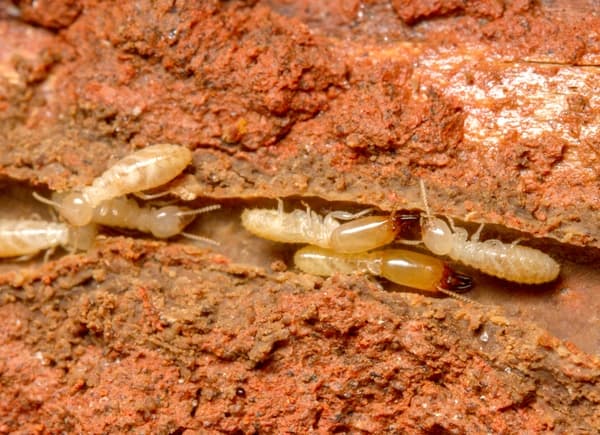 Subterranean Termite