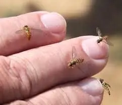 Sweat Bee