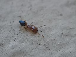 Acrobat Ant