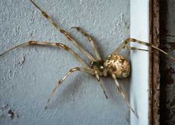 American House Spider