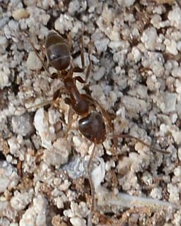Argentine Ant