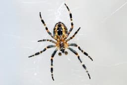 Barn Spider