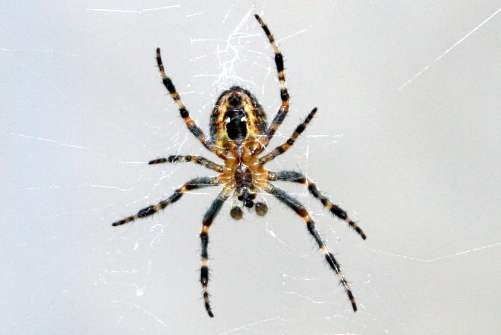 Barn Spider