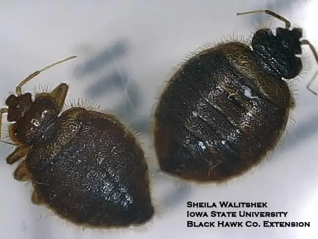 Bat Bug
