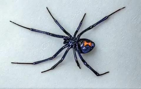 Black Widow
