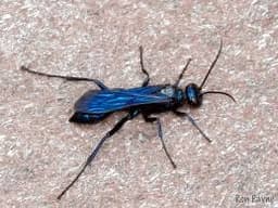 Blue Mud Dauber