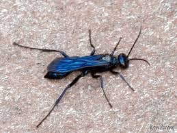 Blue Mud Dauber