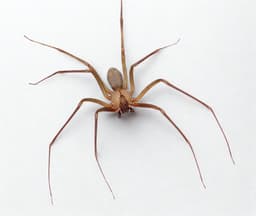 Brown Recluse Spider