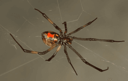 Brown Widow