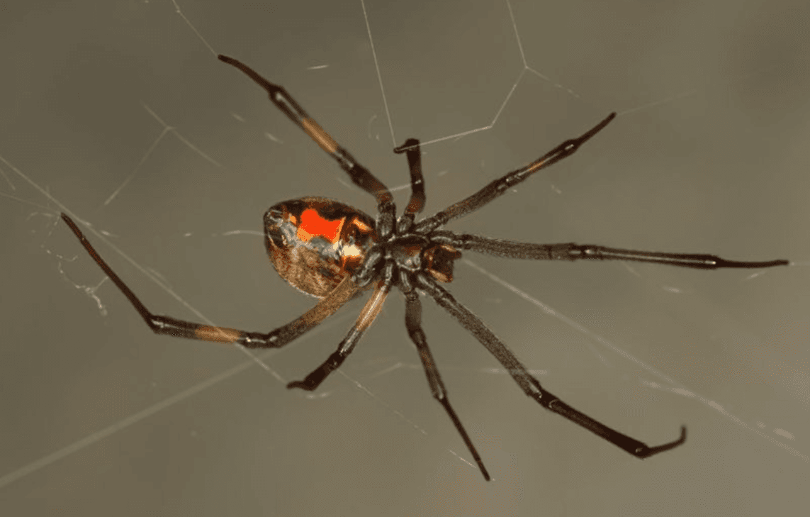 Brown Widow