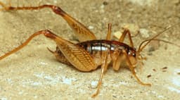 Cave Cricket