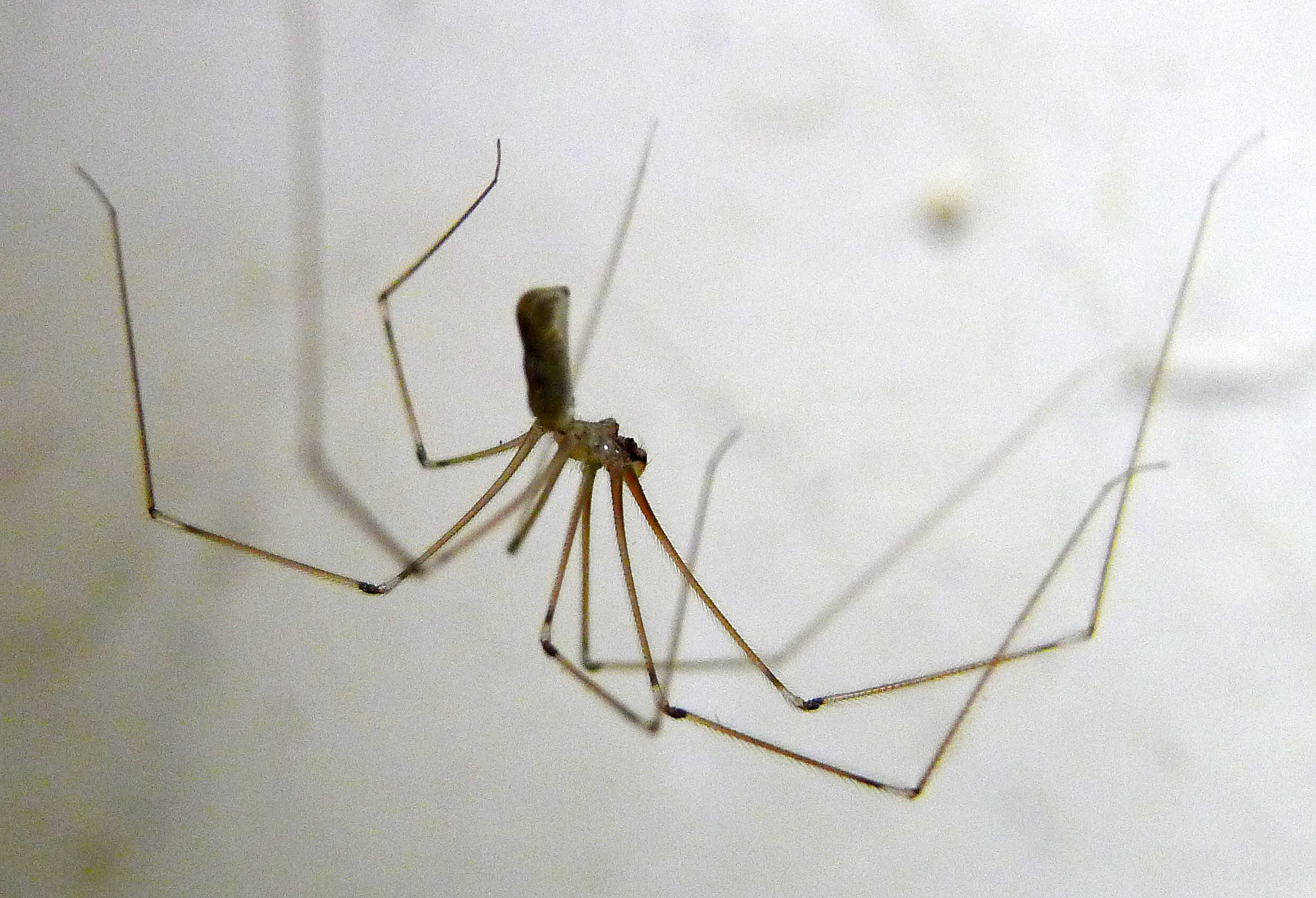 Cellar Spider