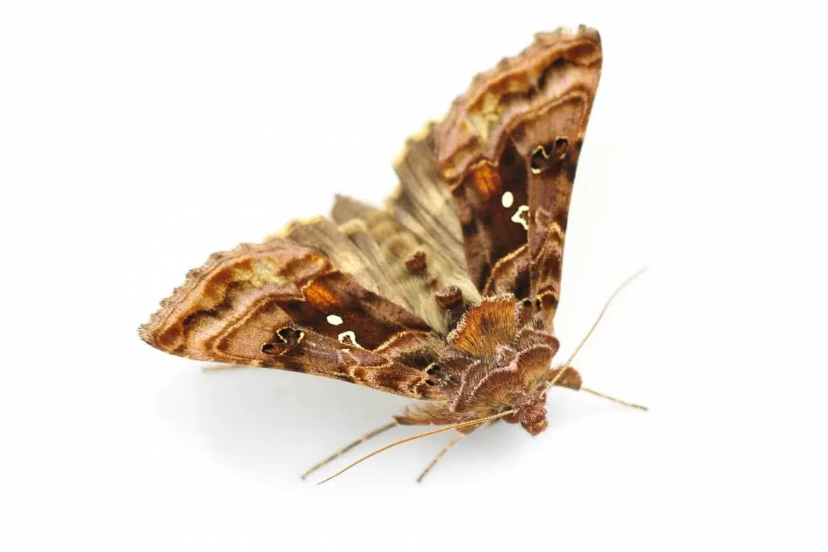 Clothes Moth
