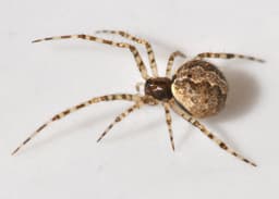Common House Spider