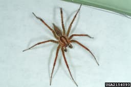 Funnel Spider