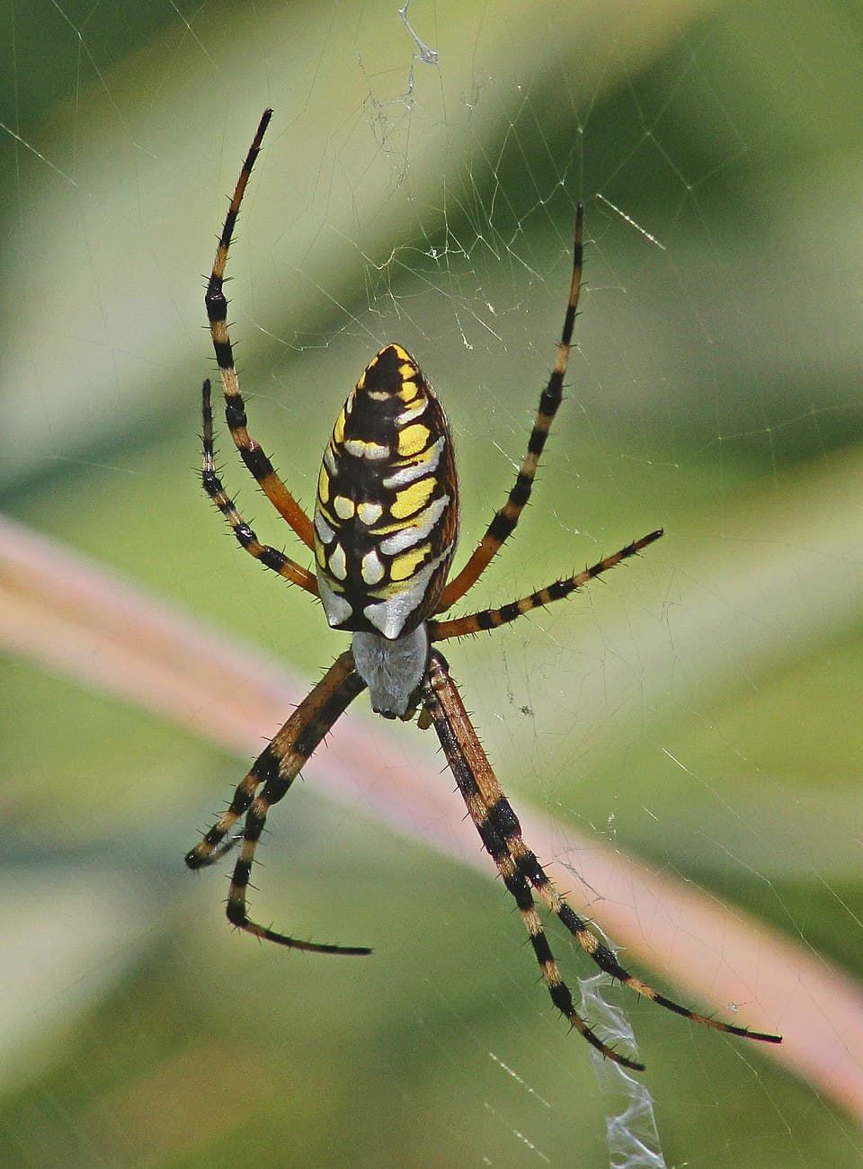 Garden Spider