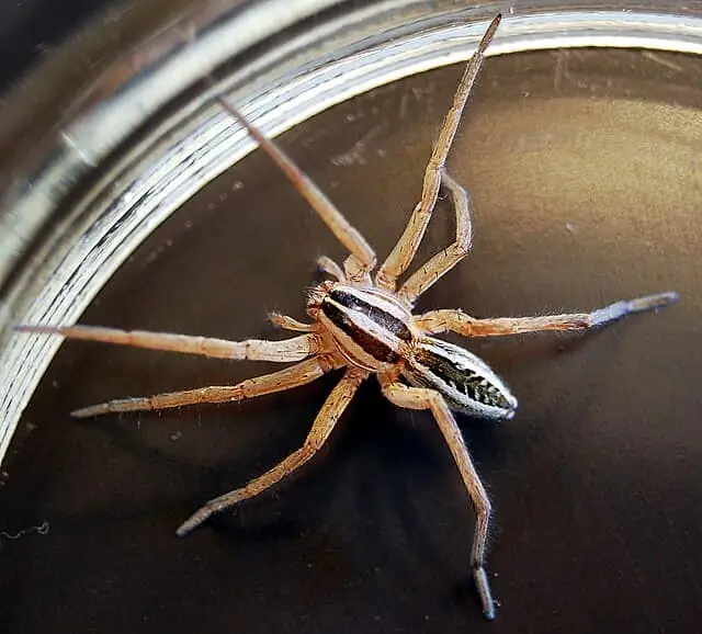 Grass Spider