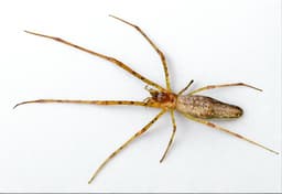 Longjawed Spider