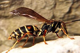 Paper Wasp